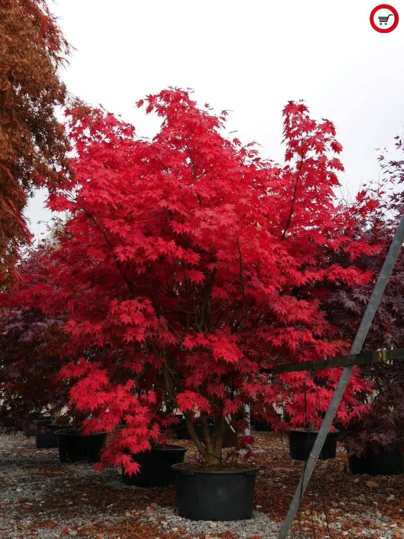 1წითელი ნეკერჩხლის ხე (Acer Palmatum)