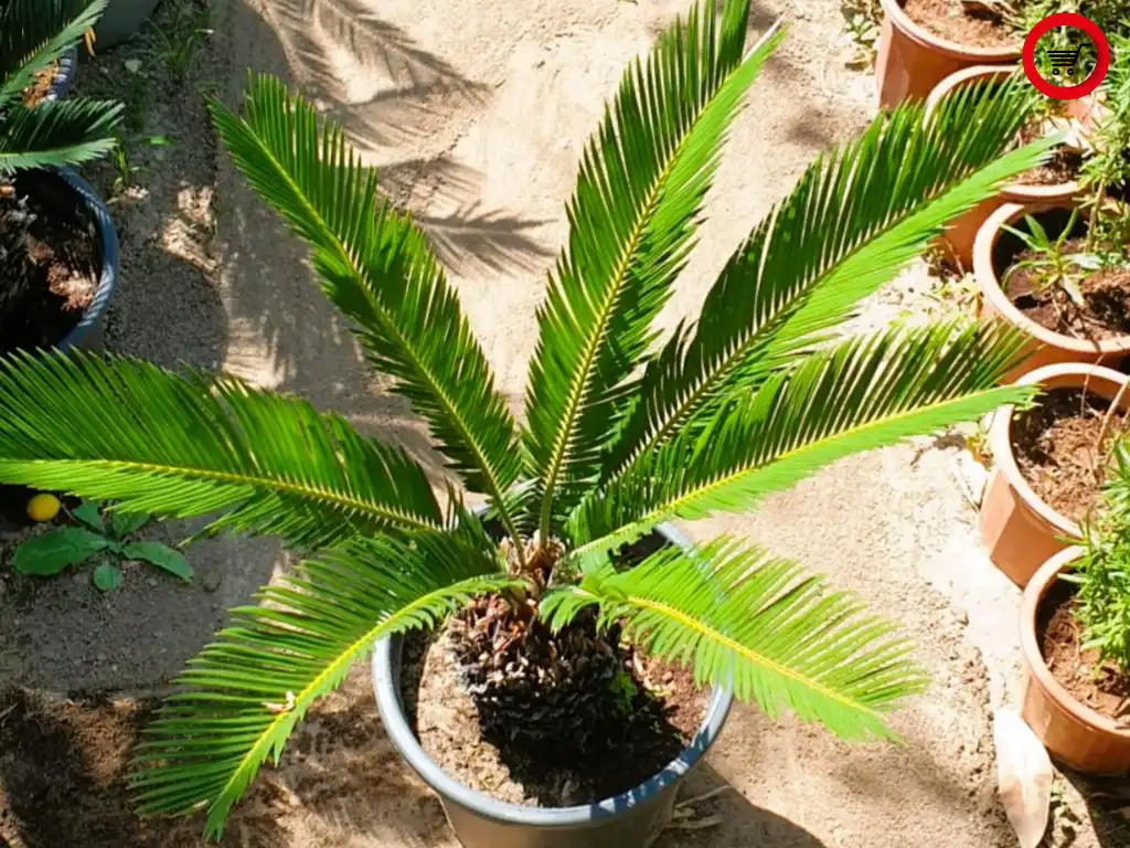 1ციკასის პალმა (Cycas revoluta Palm)