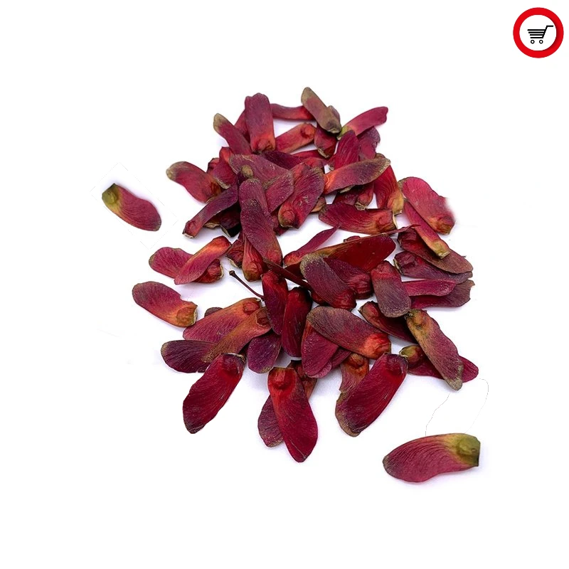 1Acer Palmatum Atropurpureum Tree Seeds - 10pc