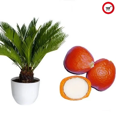 1ციკასის პალმის თესლი (Cycas Revoluta Seeds)