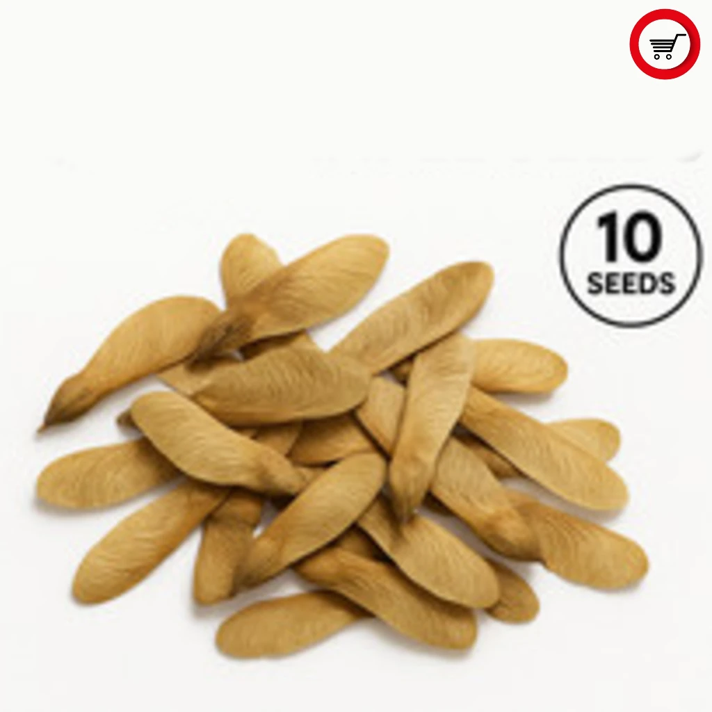 1Acer Palmatum Garnet