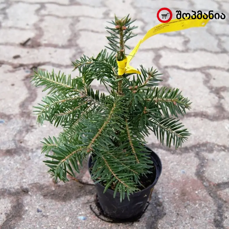კავკასიური სოჭის თესლი (Caucasian Fir Ambrolauri) 2