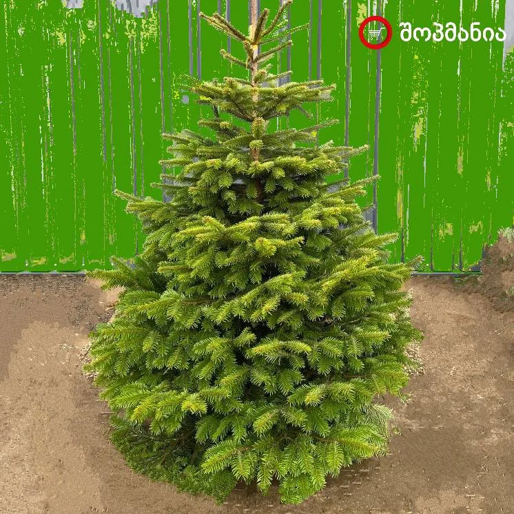 კავკასიური სოჭის თესლი (Caucasian Fir Ambrolauri)